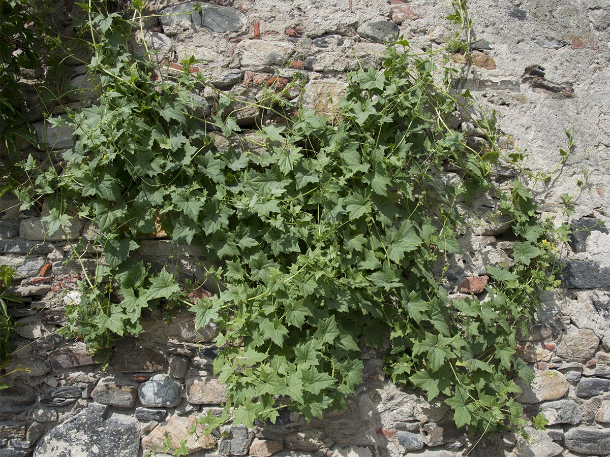 auf Mauer